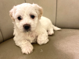 Maltes Terrier Yavrulari Orjinal