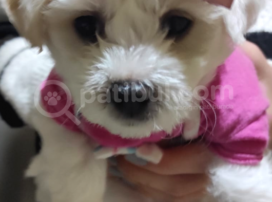 Maltes Terrier Yavrulari Orjinal