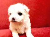 Maltesse Terrier Cinsi Güzel Yavrular 