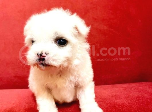 Maltesse Terrier Cinsi Güzel Yavrular  görsel