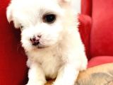 Maltesse Terrier Cinsi Güzel Yavrular 