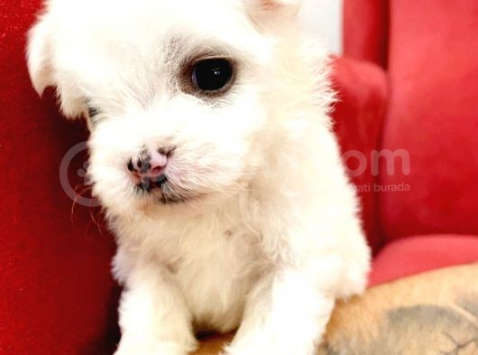 Maltesse Terrier Cinsi Güzel Yavrular  görsel