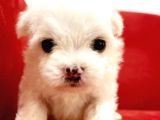Maltesse Terrier Cinsi Güzel Yavrular 
