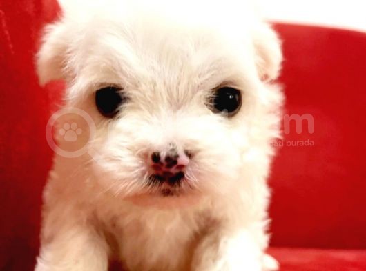 Maltesse Terrier Cinsi Güzel Yavrular 