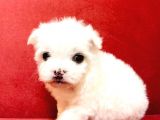 Maltesse Terrier Cinsi Güzel Yavrular 