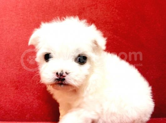 Maltesse Terrier Cinsi Güzel Yavrular 