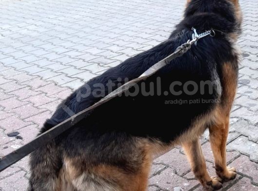 Showline 6 Aylik Egitimli Alman Kurdu Yavrumuz görsel