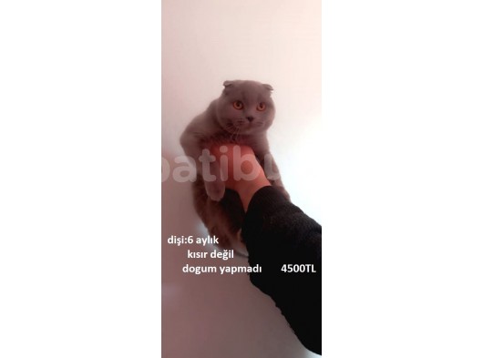 Evimde Besledigim 3 Damizlik Di̇şi̇ Kedim görsel