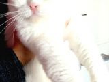 Evimde Besledigim 3 Damizlik Di̇şi̇ Kedim