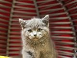 Dünya Tatlisi Show Kalite British Shorthair Yavruları