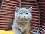 Dünya Tatlisi Show Kalite British Shorthair Yavruları