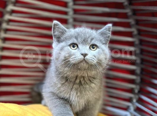 Dünya Tatlisi Show Kalite British Shorthair Yavruları görsel