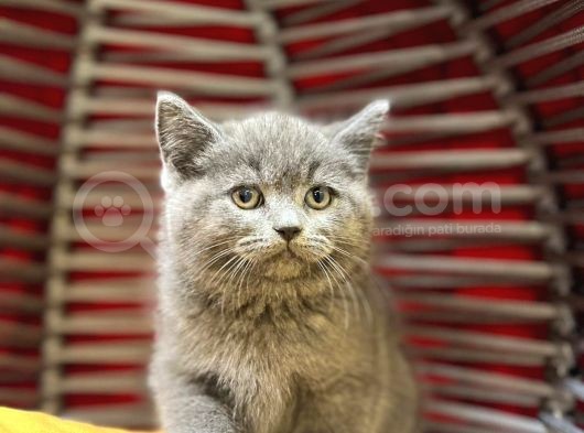 Dünya Tatlisi Show Kalite British Shorthair Yavruları görsel