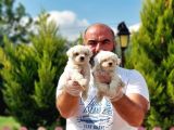Irk Ve Sağlik Garanti̇si̇ İle Maltese Terri̇er Yavrular