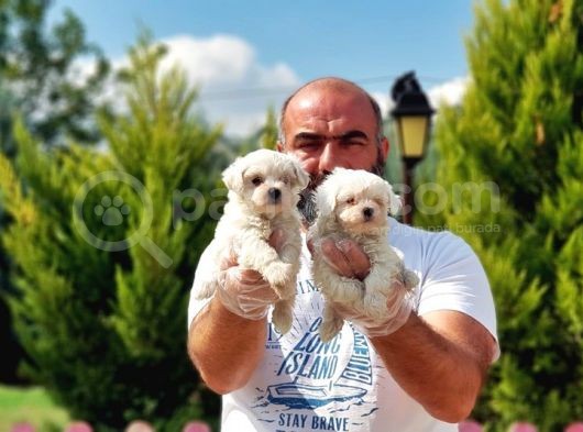 Irk Ve Sağlik Garanti̇si̇ İle Maltese Terri̇er Yavrular
