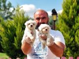 Irk Ve Sağlik Garanti̇si̇ İle Maltese Terri̇er Yavrular