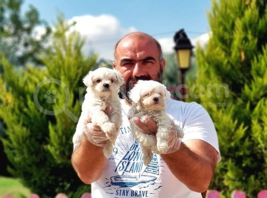 Irk Ve Sağlik Garanti̇si̇ İle Maltese Terri̇er Yavrular görsel