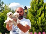 Irk Ve Sağlik Garanti̇si̇ İle Maltese Terri̇er Yavrular