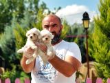 Irk Ve Sağlik Garanti̇si̇ İle Maltese Terri̇er Yavrular
