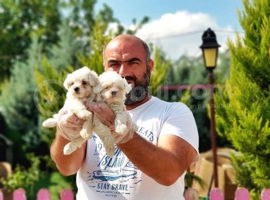 Irk Ve Sağlik Garanti̇si̇ İle Maltese Terri̇er Yavrular görsel