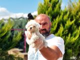 Irk Ve Sağlik Garanti̇si̇ İle Maltese Terri̇er Yavrular