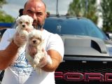 Mükemmel Kali̇tede Maltese Terri̇er Yavru