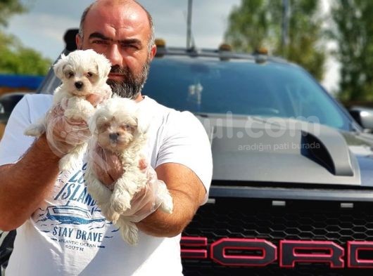 Mükemmel Kali̇tede Maltese Terri̇er Yavru görsel