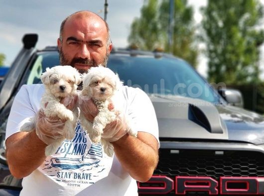 Mükemmel Kali̇tede Maltese Terri̇er Yavru görsel