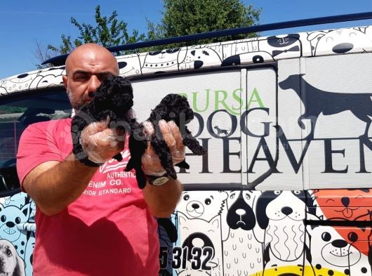 Si̇yah Toy Poodle Yavrusu görsel