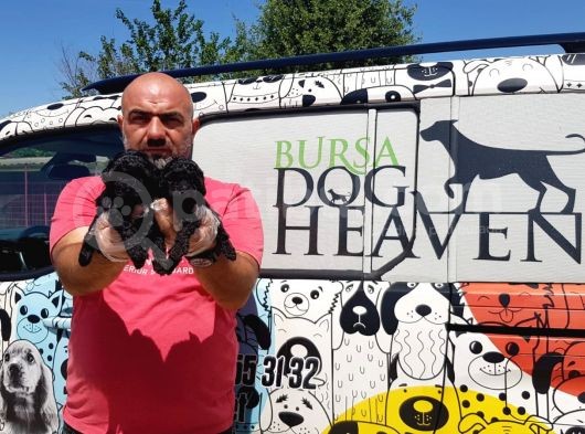 Si̇yah Toy Poodle Yavrusu görsel