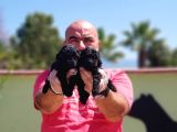 Si̇yah Toy Poodle Yavrusu