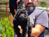 Resmi̇ Üreti̇ci̇den Si̇yah Toy Poodle Yavrular