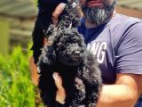 Resmi̇ Üreti̇ci̇den Si̇yah Toy Poodle Yavrular