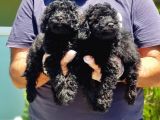 Resmi̇ Üreti̇ci̇den Si̇yah Toy Poodle Yavrular