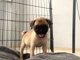 Sifir Burun Gül Kuyruk Pug Yavrulari