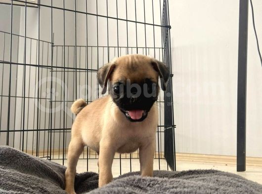 Sifir Burun Gül Kuyruk Pug Yavrulari görsel