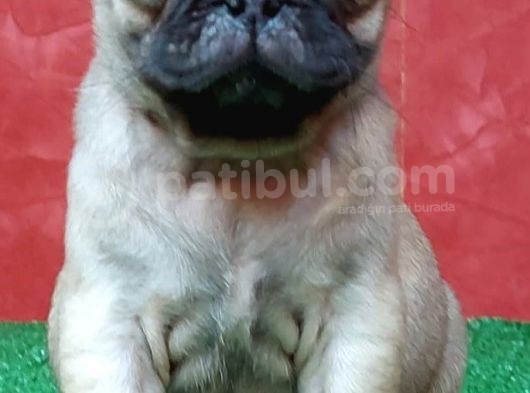 Türki̇ye Ni̇n En Muhteşem Di̇şi̇ Ve Erkek Pug Yavrulari görsel