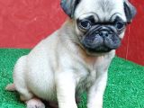 Türki̇ye Ni̇n En Muhteşem Di̇şi̇ Ve Erkek Pug Yavrulari