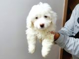 Maltesse Terrier Cinsi Güzel Yavrular 