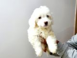 Maltesse Terrier Cinsi Güzel Yavrular 