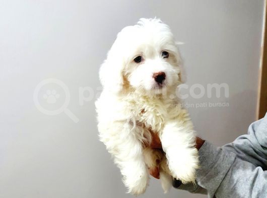 Maltesse Terrier Cinsi Güzel Yavrular 