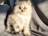 A Kali̇te Güzelli̇kte Bri̇ti̇sh Longhai̇r