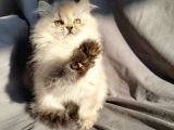 A Kali̇te Güzelli̇kte Bri̇ti̇sh Longhai̇r