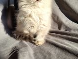 A Kali̇te Güzelli̇kte Bri̇ti̇sh Longhai̇r