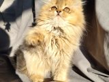 A Kali̇te Güzelli̇kte Bri̇ti̇sh Longhai̇r