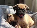 Sifir Burun Gül Kuyruk Pug Yavrulari