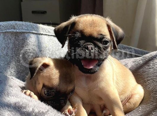 Sifir Burun Gül Kuyruk Pug Yavrulari görsel