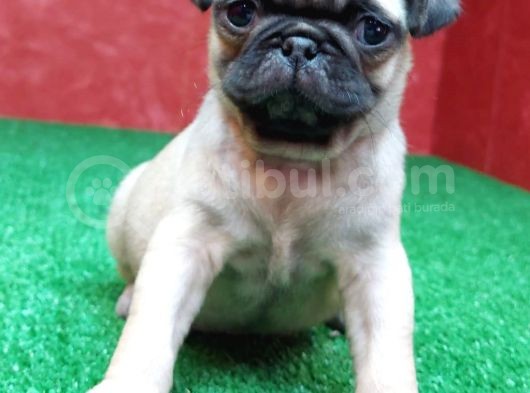 Türki̇ye Ni̇n En Muhteşem Di̇şi̇ Ve Erkek Pug Yavrulari