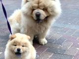 Chow Chow Yavruları