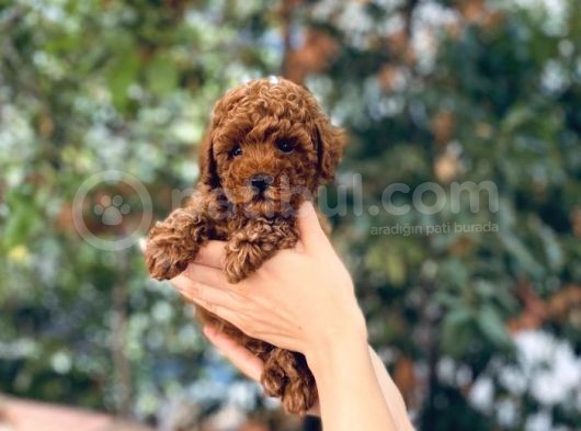 Anne Altından Red Brown Toy Poodle Yavrular görsel